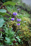 <i>Primula wattii </i>