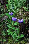 <i>Primula wattii </i>