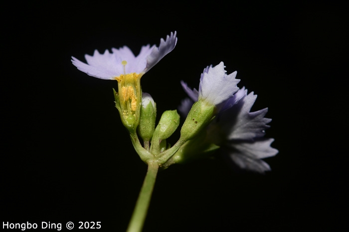 <i>Primula wenshanensis </i>