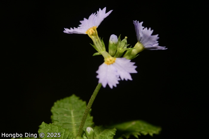 <i>Primula wenshanensis </i>