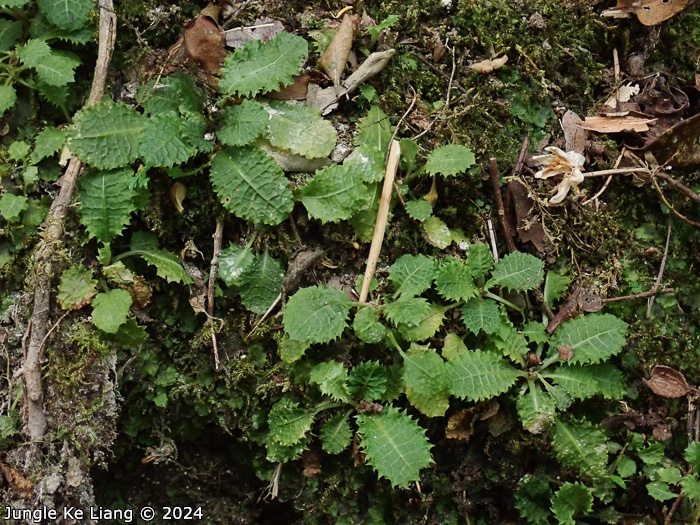 <i>Primula wenshanensis </i>