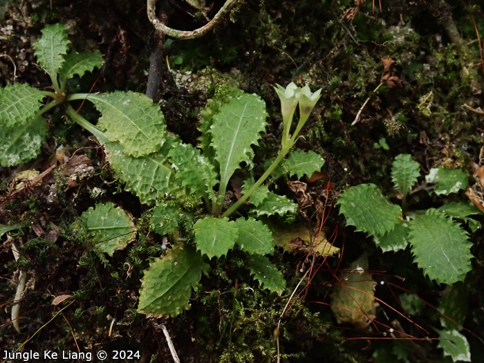 <i>Primula wenshanensis </i>