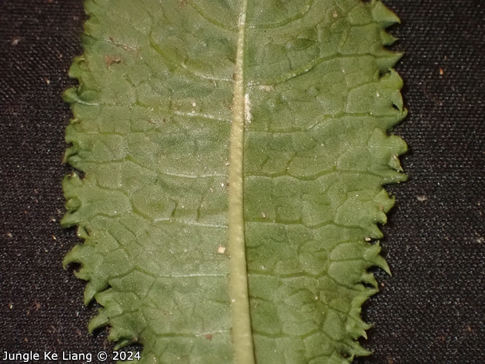 <i>Primula wenshanensis </i>