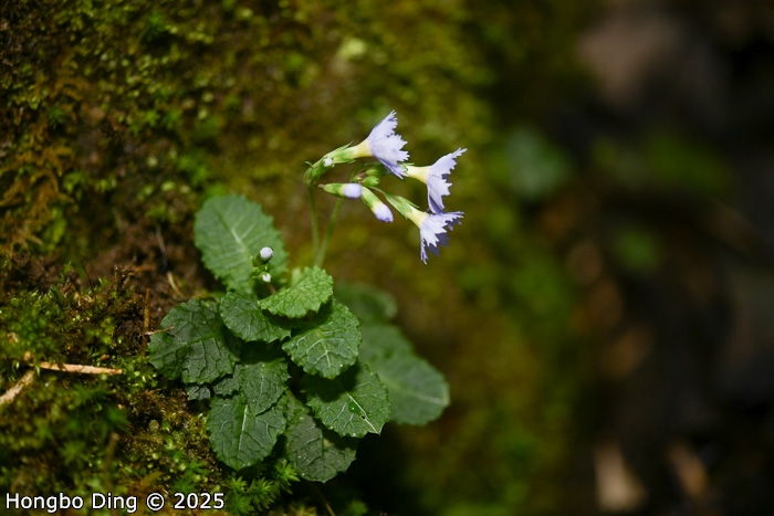 <i>Primula wenshanensis </i>