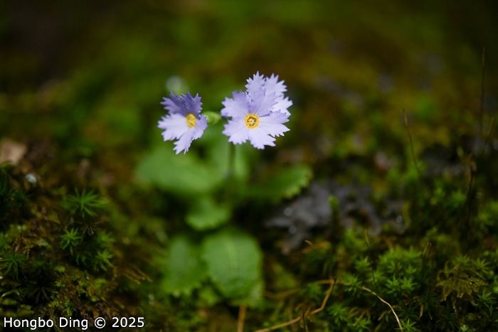 <i>Primula wenshanensis </i>