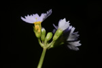 <i>Primula wenshanensis </i>