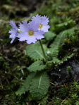 <i>Primula wenshanensis </i>