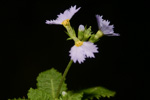 <i>Primula wenshanensis </i>
