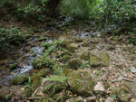 <i>Primula wenshanensis </i>