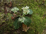 <i>Primula wenshanensis </i>