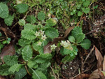 <i>Primula wenshanensis </i>