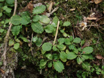 <i>Primula wenshanensis </i>