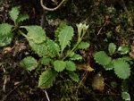 <i>Primula wenshanensis </i>