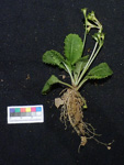 <i>Primula wenshanensis </i>