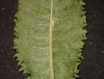 <i>Primula wenshanensis </i>