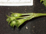 <i>Primula wenshanensis </i>