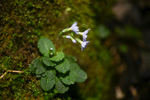 <i>Primula wenshanensis </i>