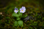 <i>Primula wenshanensis </i>