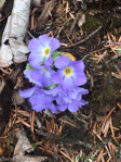 <i>Primula whitei </i>