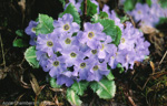 <i>Primula whitei </i>