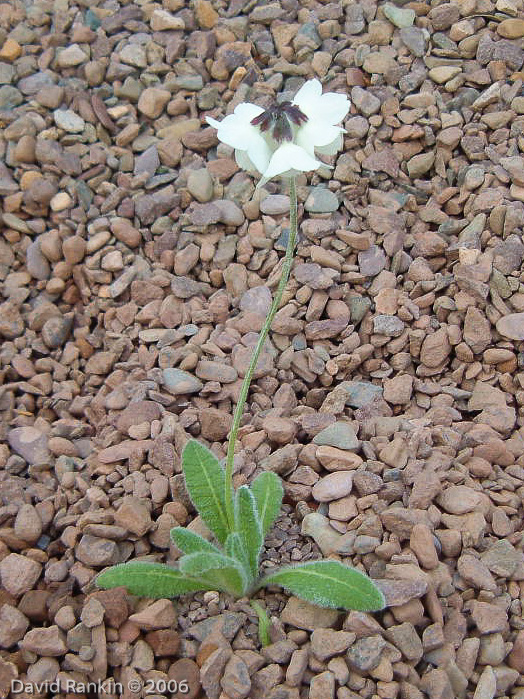 <i>Primula wigramiana </i>