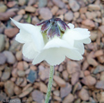 <i>Primula wigramiana </i>