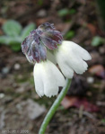 <i>Primula wigramiana </i>