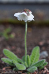 <i>Primula wigramiana </i>