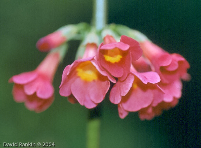 P. x anisodoxa (P. wilsonii X P. prolifera)