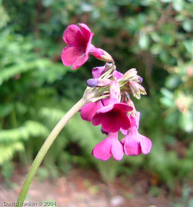 P. secundiflora X P. wilsonii