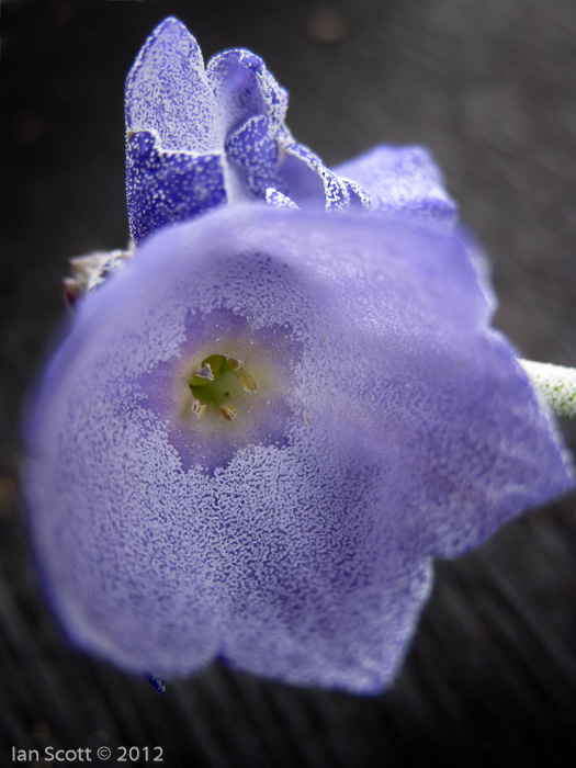 <i>Primula wollastonii </i>