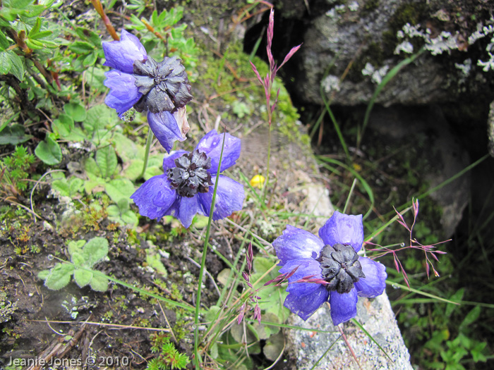 <i>Primula wollastonii </i>