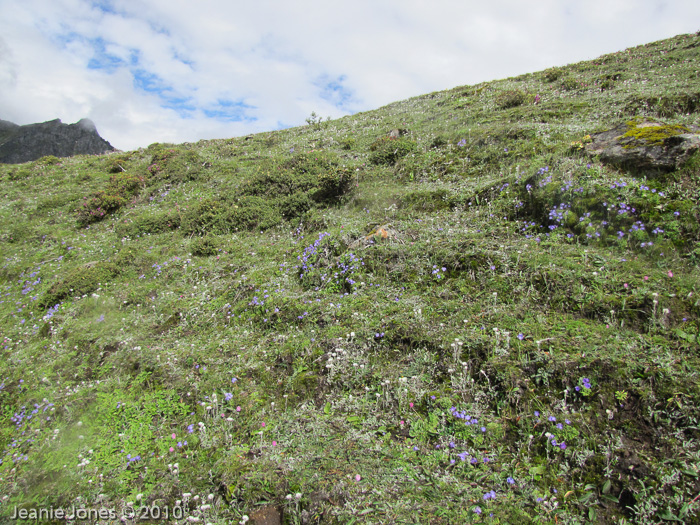 <i>Primula wollastonii </i>