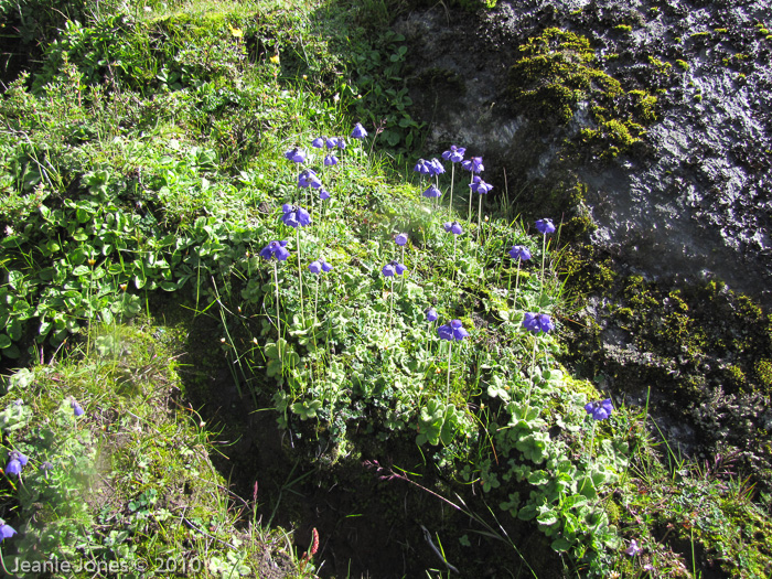 <i>Primula wollastonii </i>