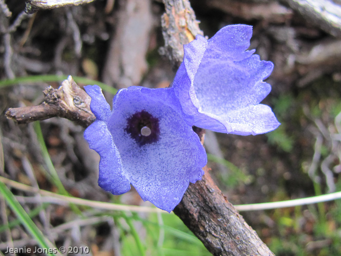 <i>Primula wollastonii </i>