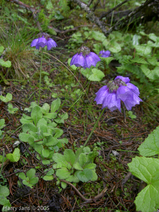 <i>Primula wollastonii </i>