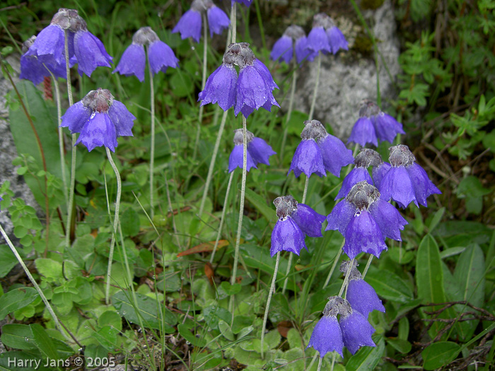 <i>Primula wollastonii </i>