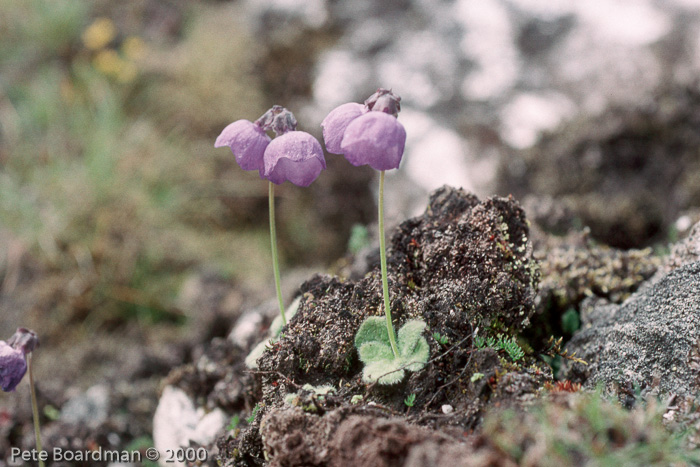 <i>Primula wollastonii </i>