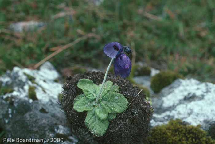 <i>Primula wollastonii </i>