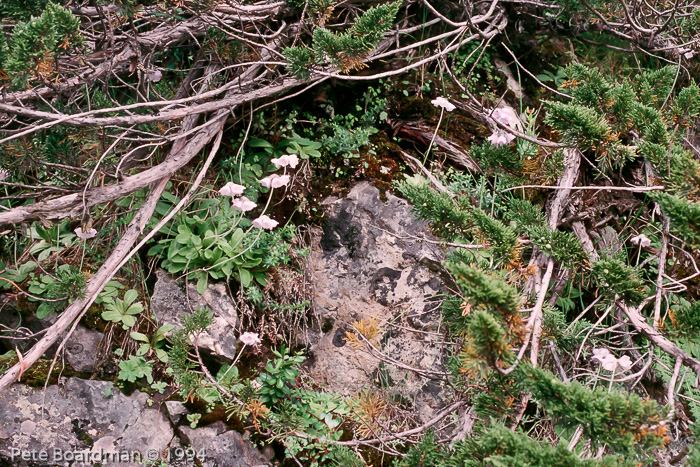 <i>Primula wollastonii </i>