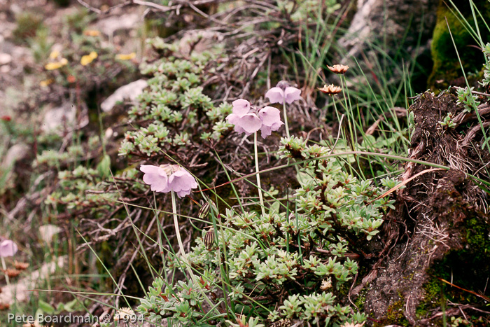 <i>Primula wollastonii </i>