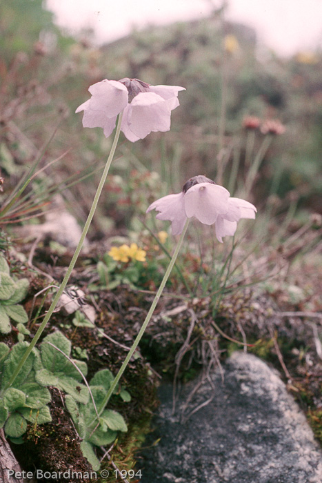 <i>Primula wollastonii </i>