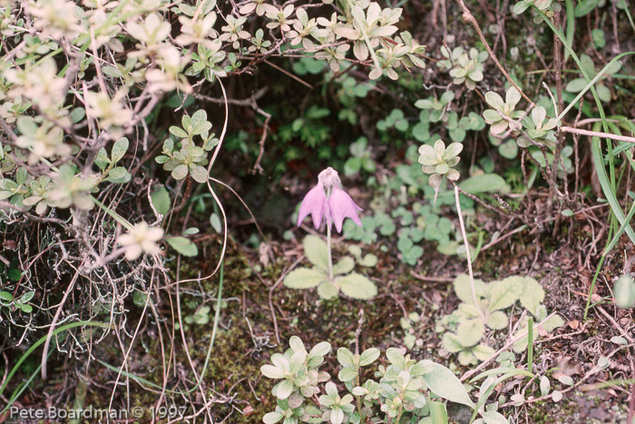 <i>Primula wollastonii </i>