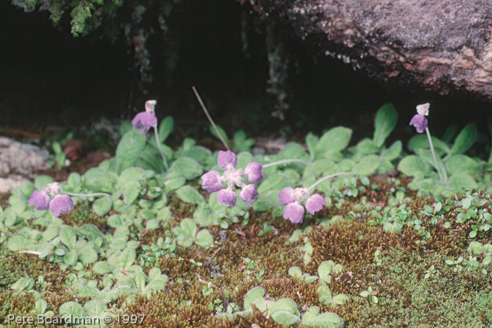 <i>Primula wollastonii </i>