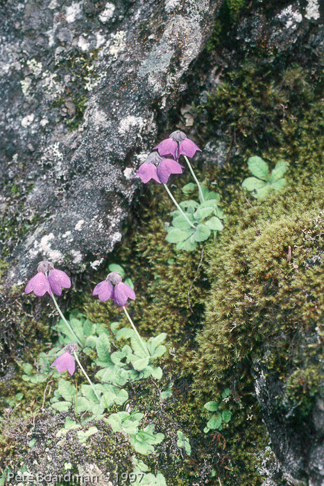 <i>Primula wollastonii </i>