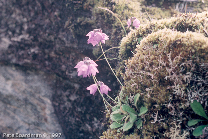 <i>Primula wollastonii </i>