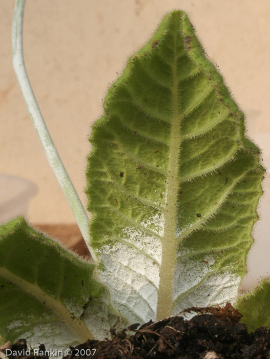 <i>Primula wollastonii </i>