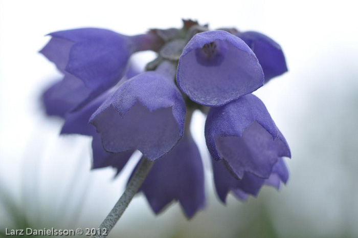 <i>Primula wollastonii </i>