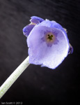 <i>Primula wollastonii </i>