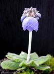 <i>Primula wollastonii </i>